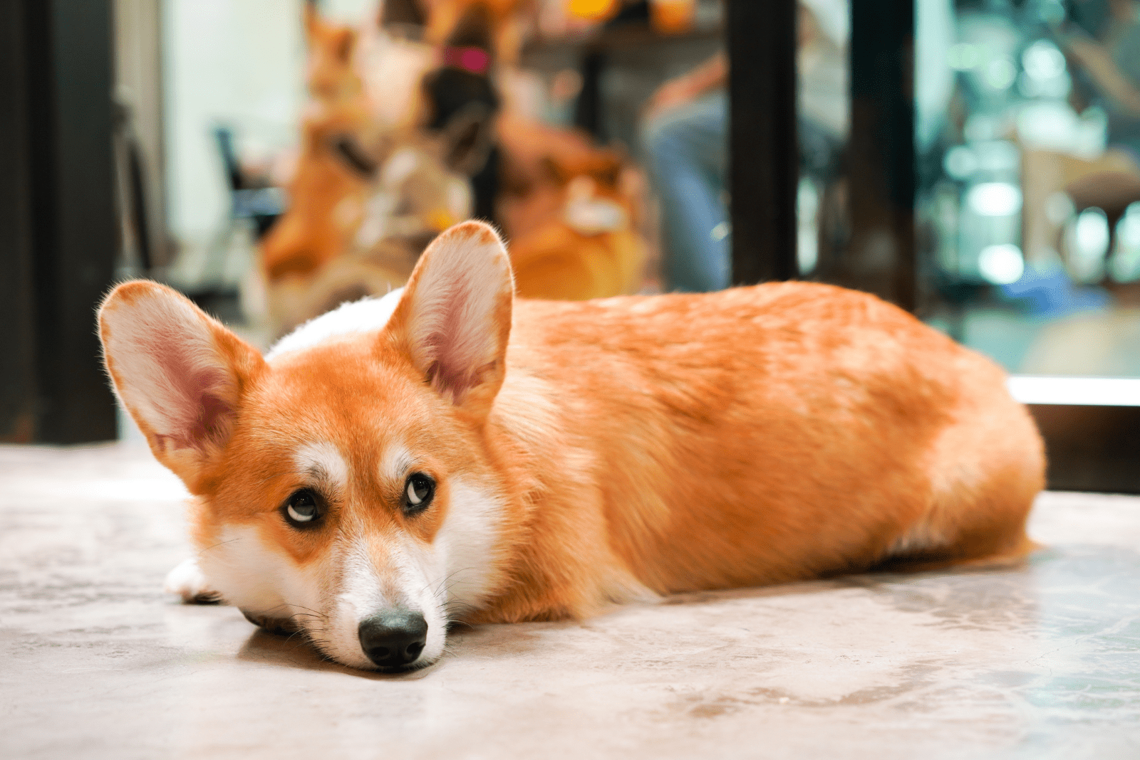 Corgis lying on the floor