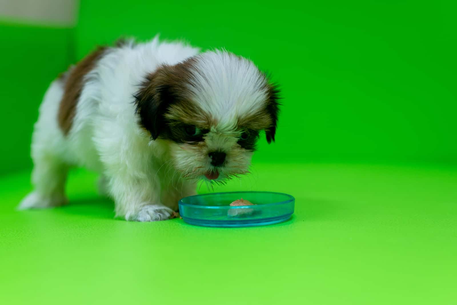 Cute Shih Tzu is eating food on a green sofa