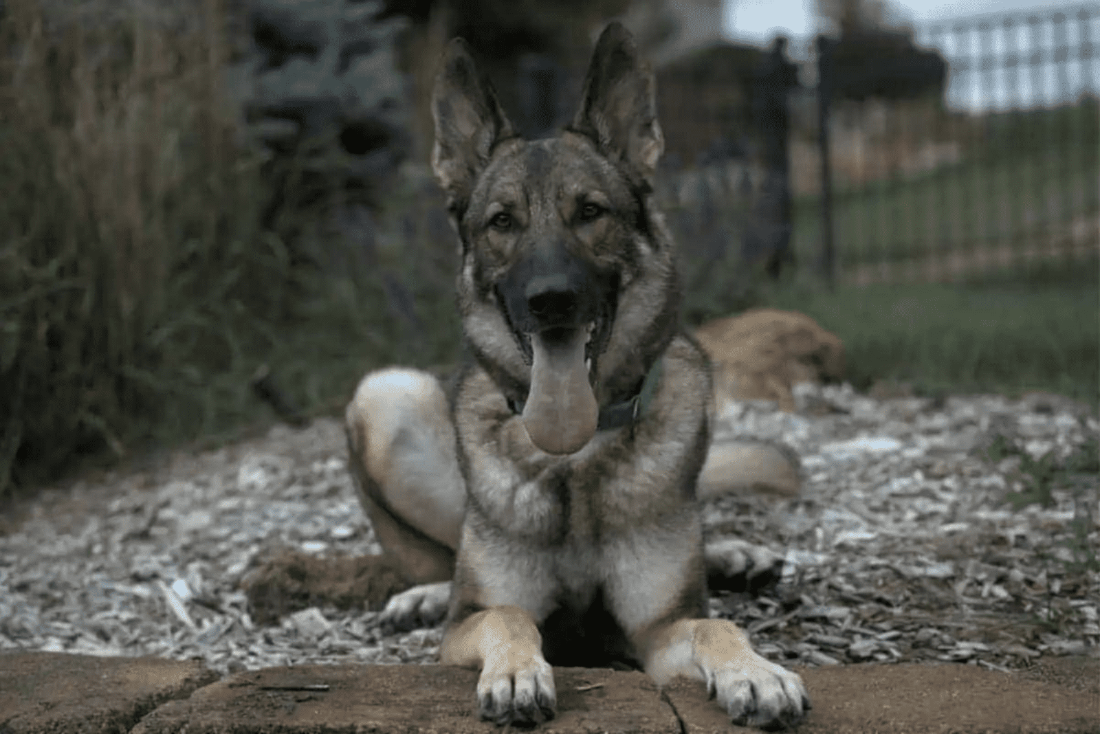Czech German Shepherd sits and rests