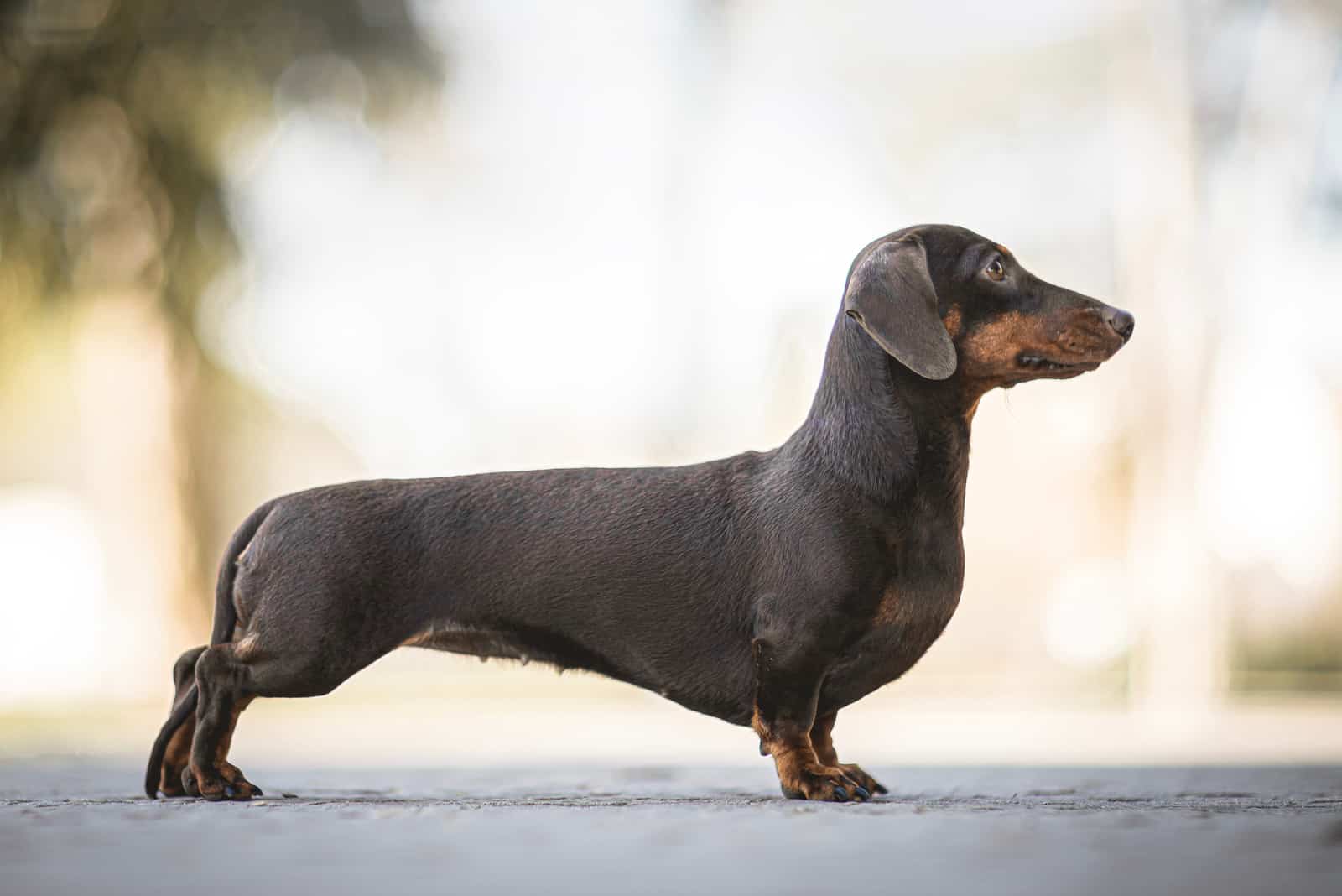 Dachshund standing outside