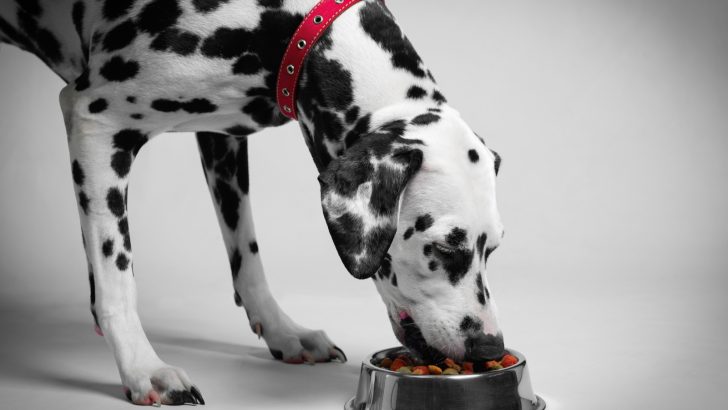 Dalmatian Feeding Chart For All Dog Enthusiasts