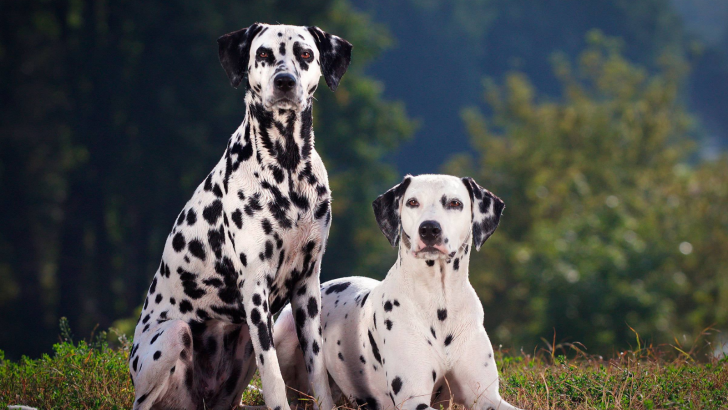 Dalmatian Growth Chart 101