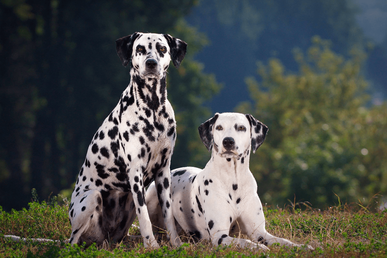 two dalmatians dogs sitting on the grass