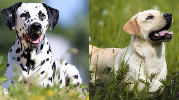 Dalmatian Lab Mix: Watch Out, It Might Steal Your Heart