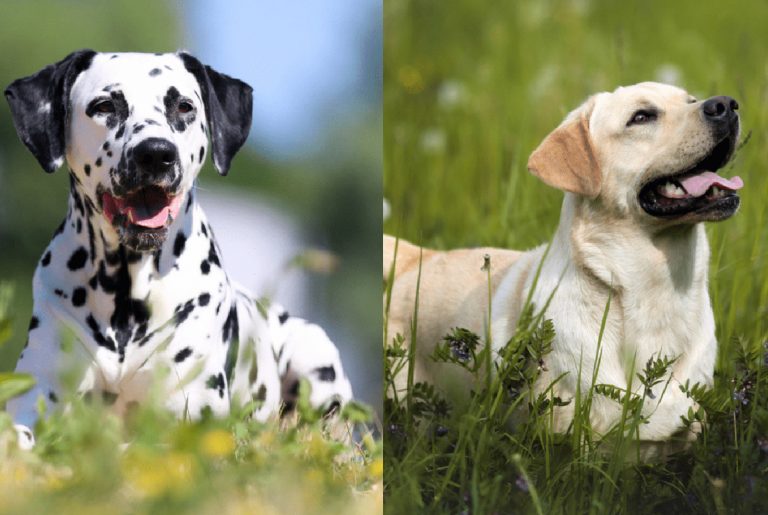 dalmatian lab mix