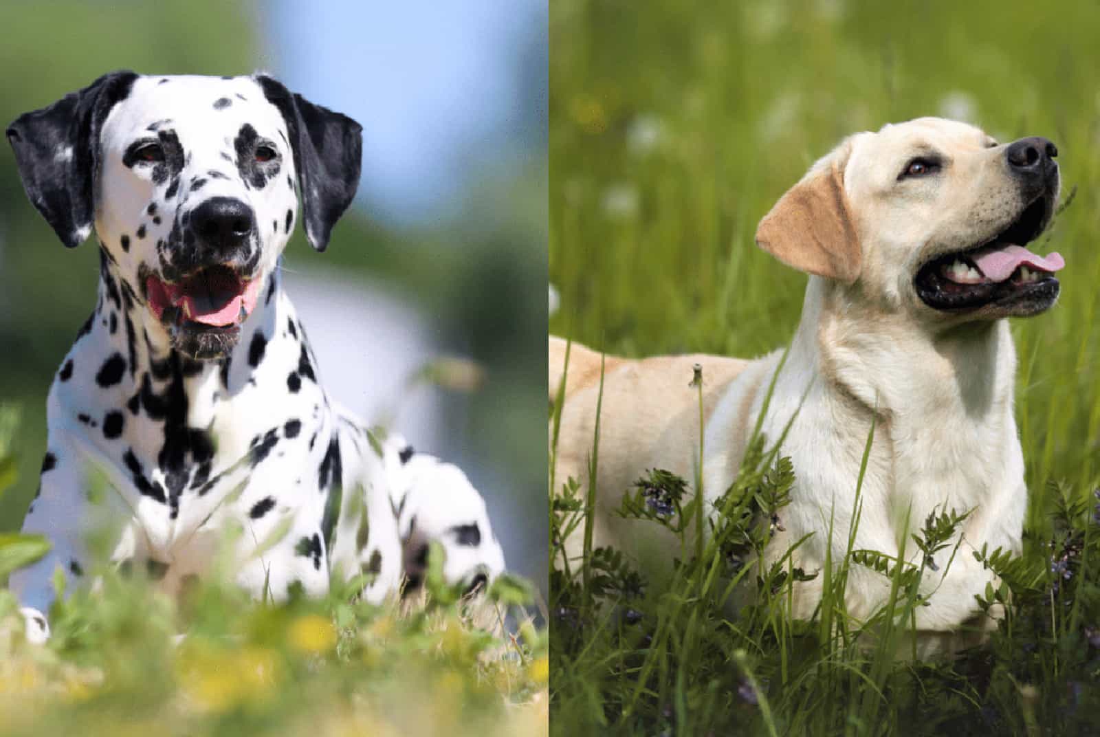 Dalmatian Lab Mix: Watch Out, It Might Steal Your Heart