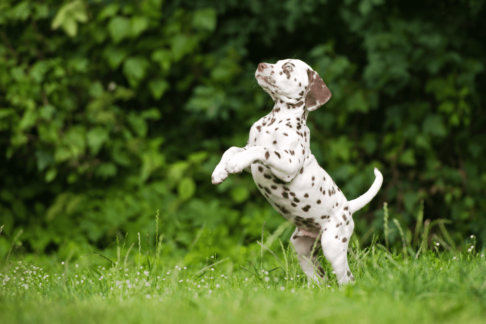 Dalmatian plays on the grass