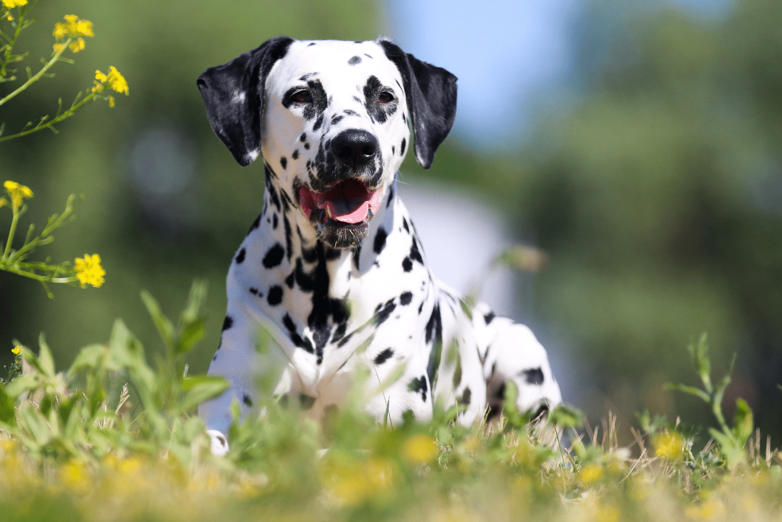 Dalmatians dog sitting on the grass