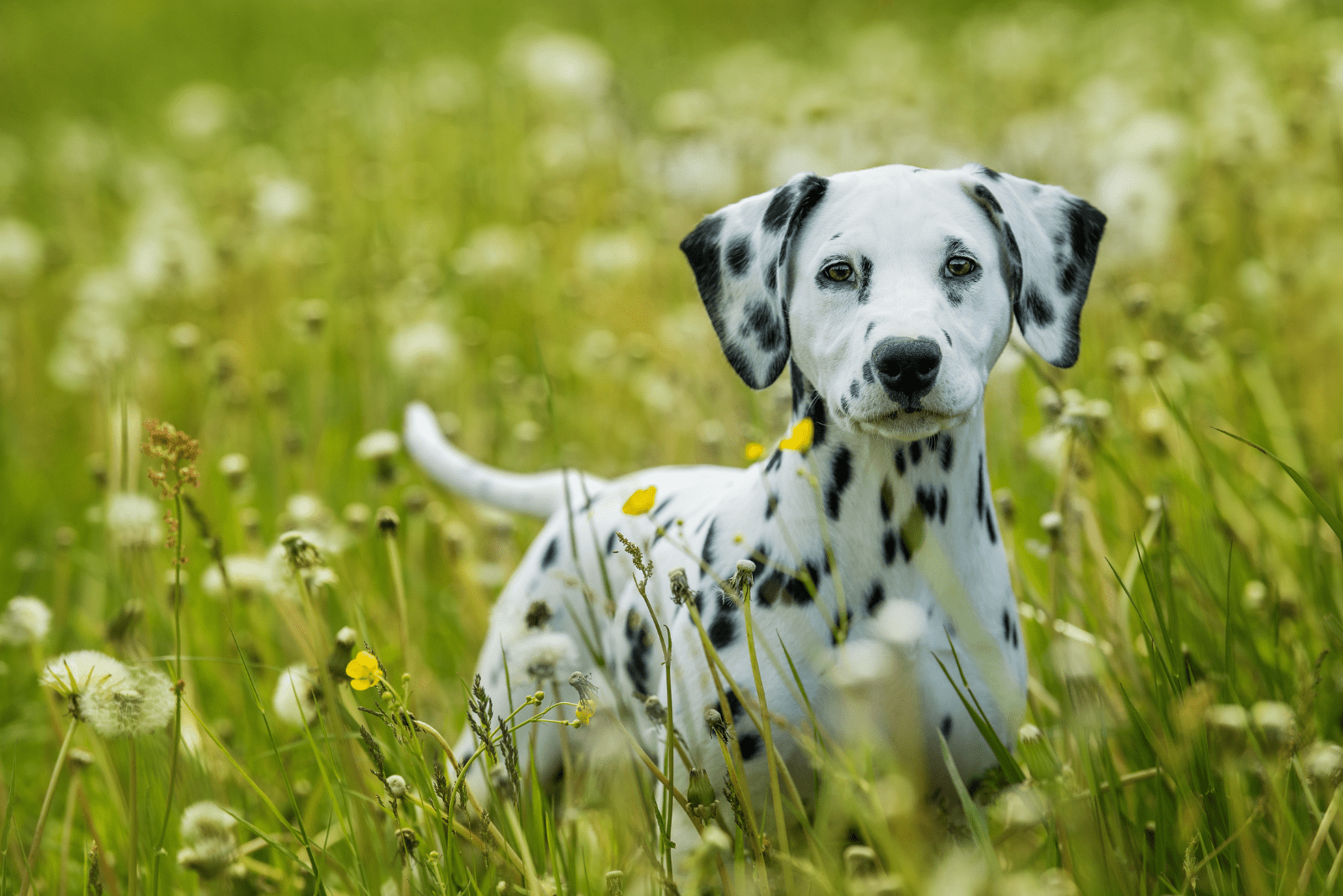 Dalmatians rocks sitting in green grass