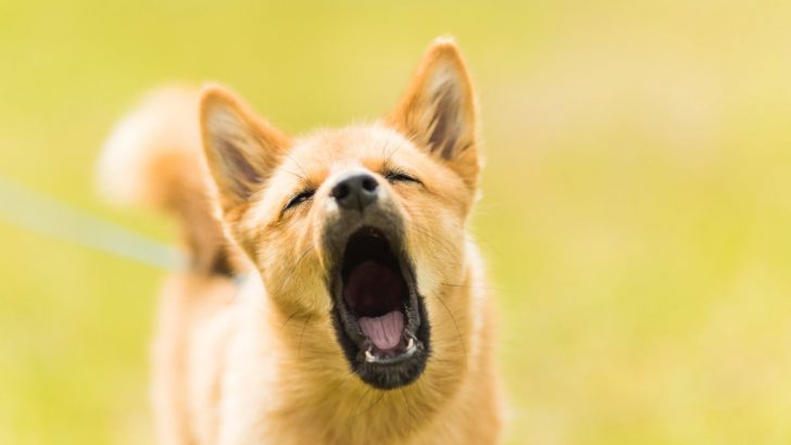 Do Dogs Get Tired Of Barking? Dealing With The Annoying Woof