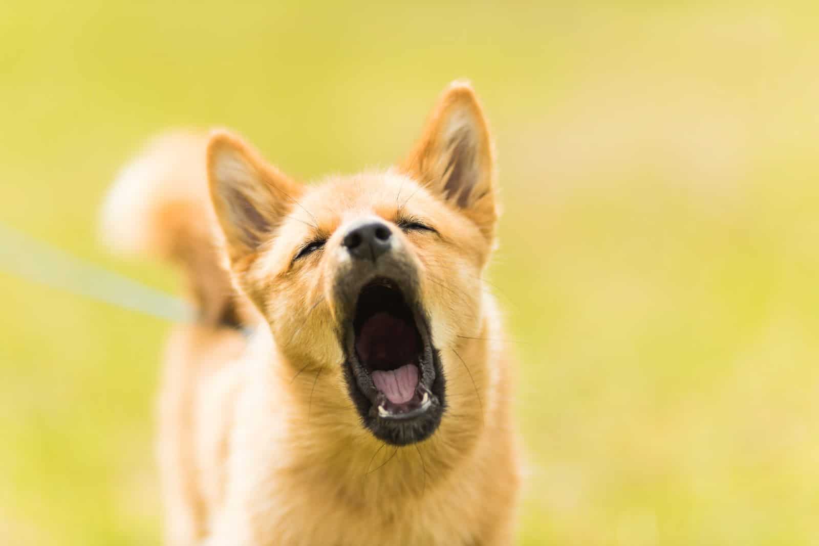 Do Dogs Get Tired Of Barking? Dealing With The Annoying Woof