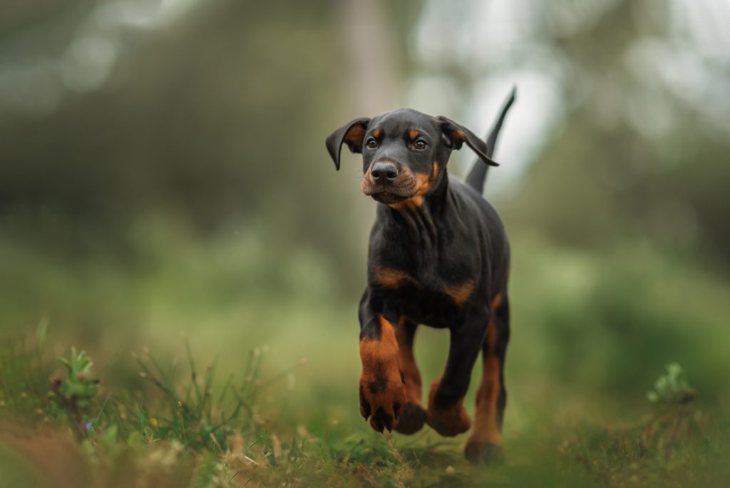 7 Great Doberman Breeders In Wisconsin