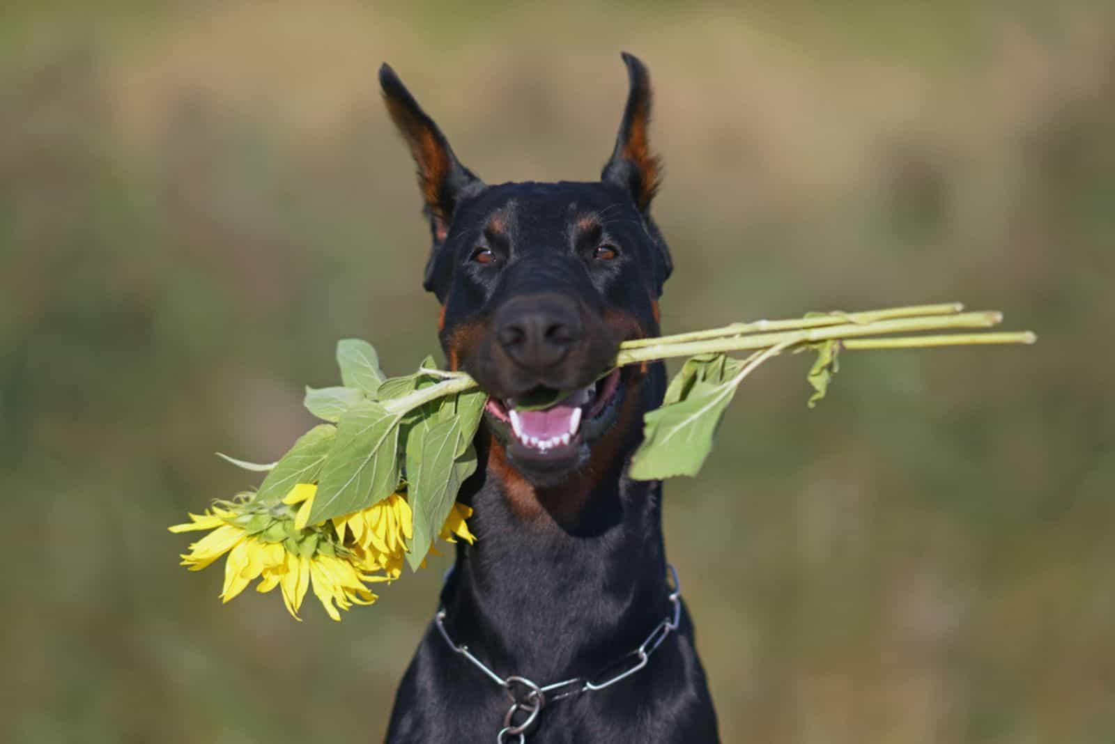  Doberman dog posing outdoors holding sunflowers in its mouth