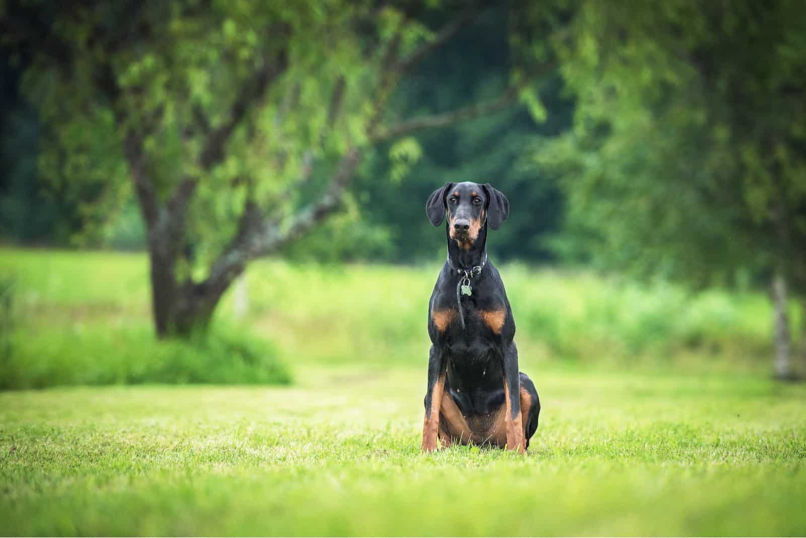 Doberman sitting on grass