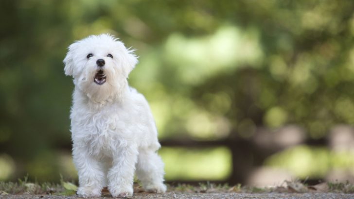 Dog Bark Meaning & Reasons Behind Different Barks