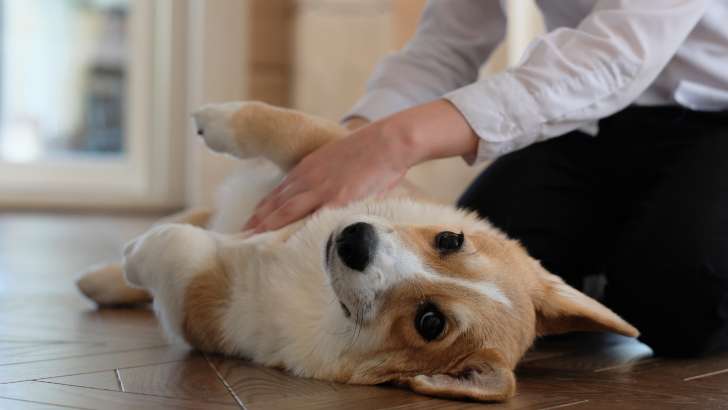 Dog Swollen Stomach No Pain, Causes And How To Stay Sane
