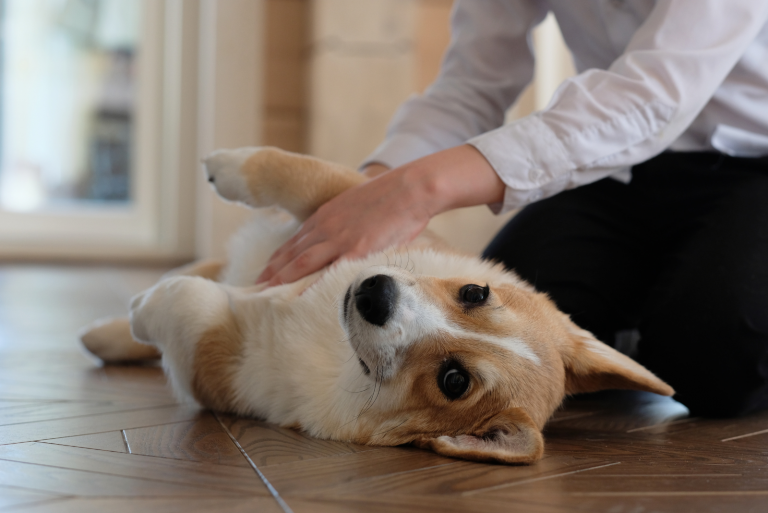 the dog is lying on the floor while the woman is petting it