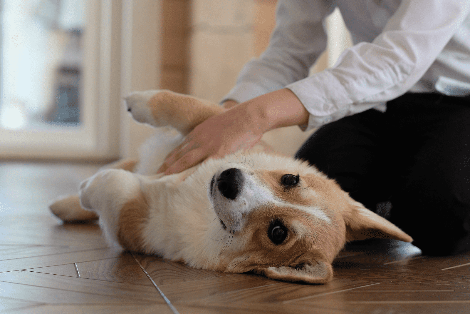 Dog Swollen Stomach No Pain, Causes And How To Stay Sane