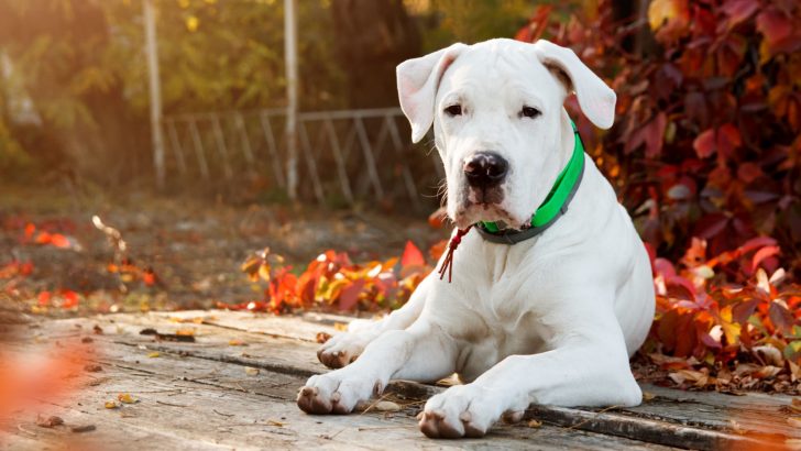 Dogo Argentino Growth Chart: How Big Do These Giants Get?