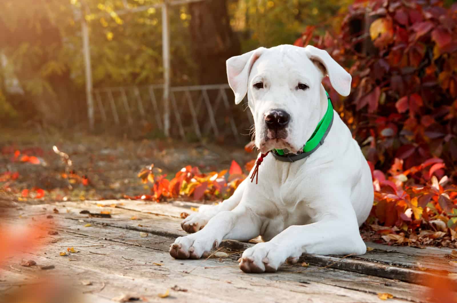 grown dogo argentino sitting in a park
