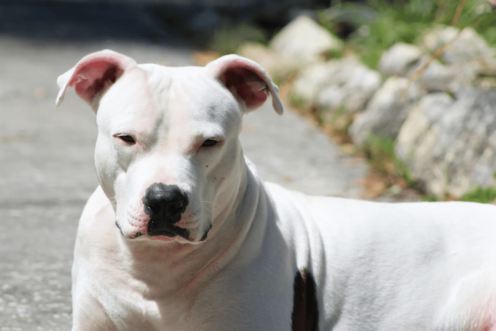 Dogo Argentino Pitbull Mix is looking at the camera