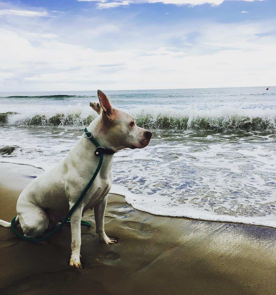 Dogo Argentino Pitbull Mix sitting on the beach