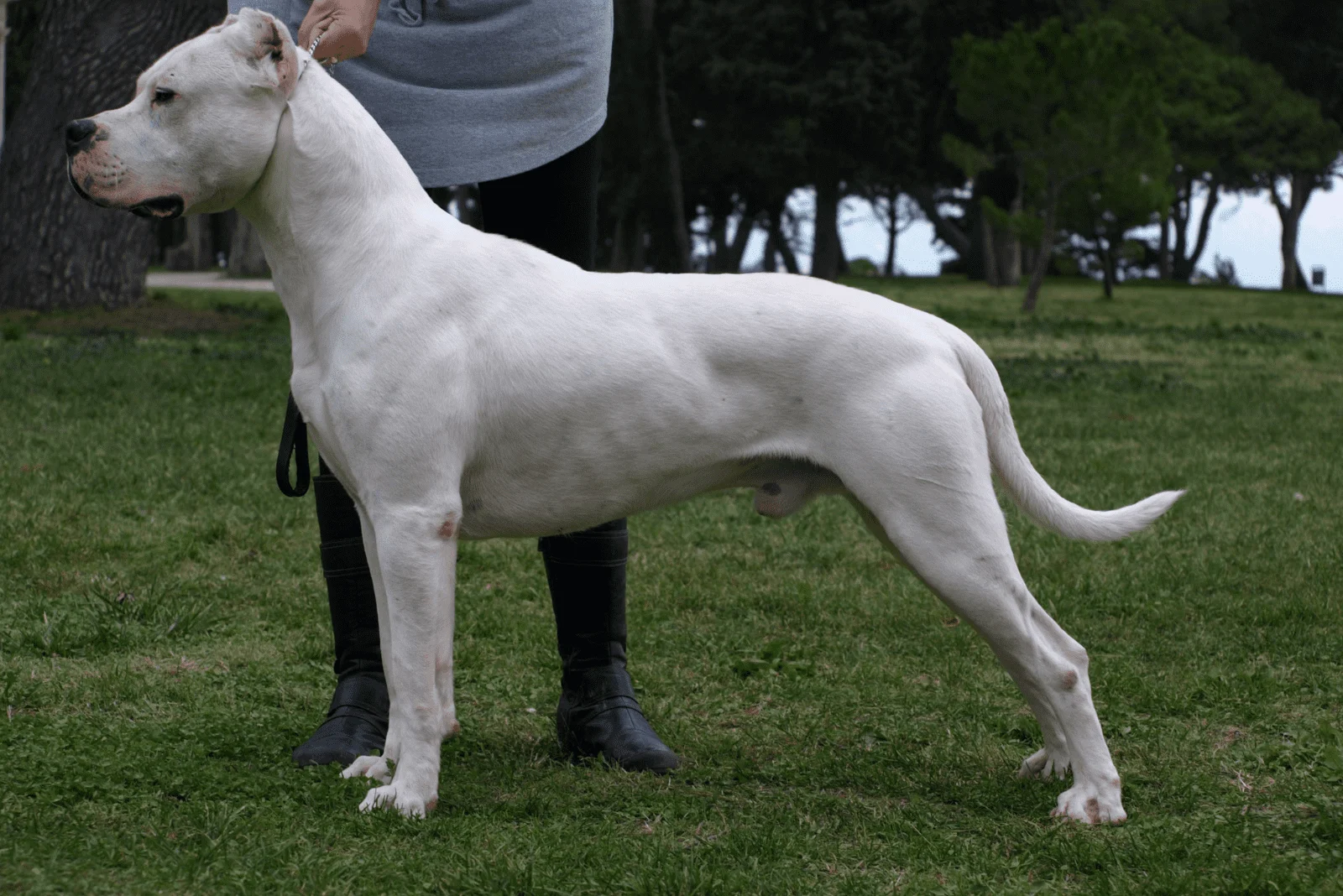 Dogo Argentino Pitbull Mix stands on a leash