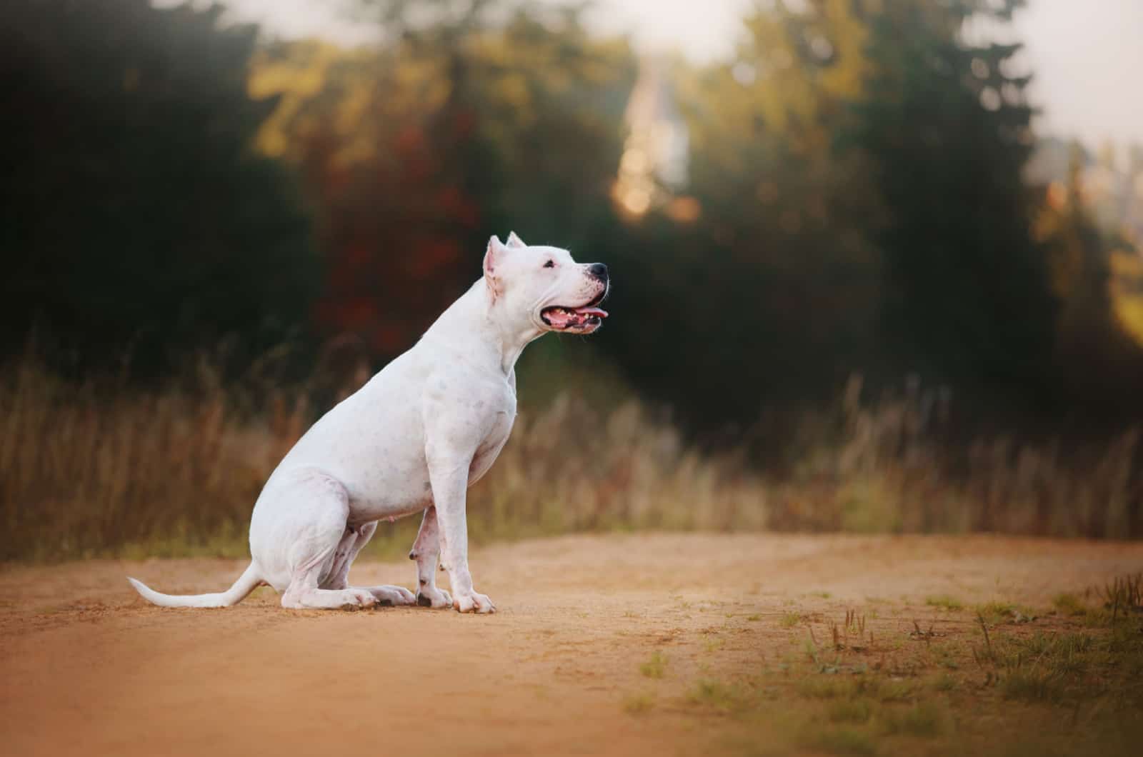 Dogo Argentino is sitting on a ground with autumn trees on background