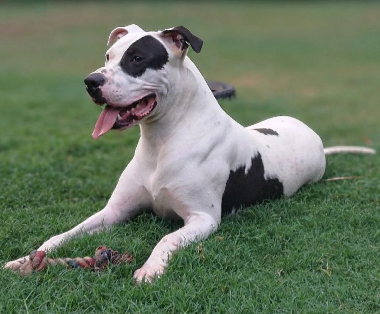 The Ultimate Guide To The Dogo Argentino Pitbull Mix the-ultimate-guide-to-the-dogo-argentino-pitbull-mix