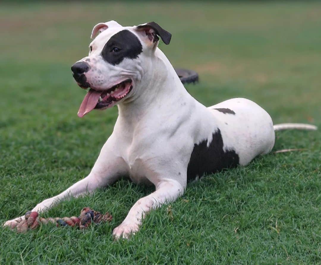 Dogo Pit is sitting on the grass