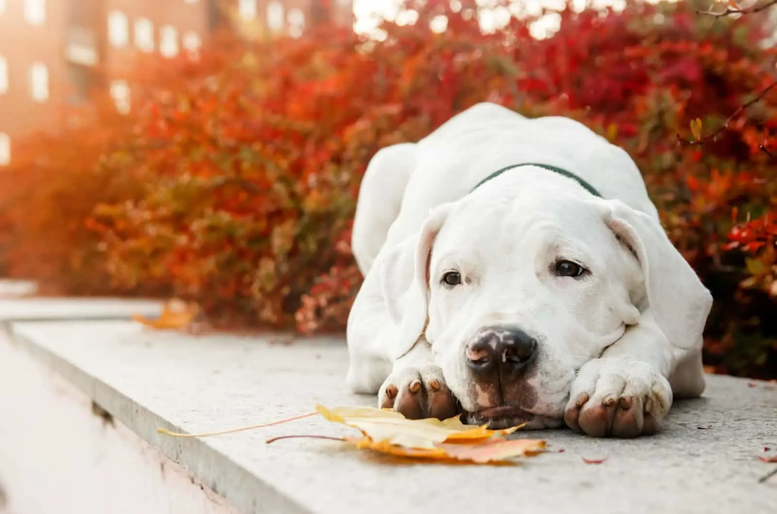 Dogo argentino lies on grass in autumn park near red leaves
