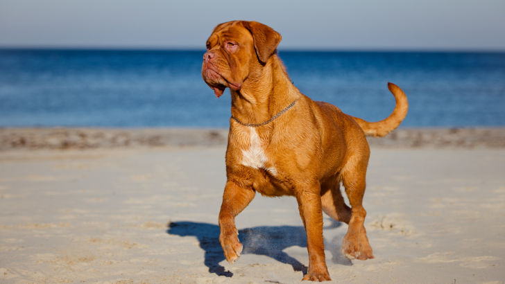 Dogue De Bordeaux Growth Chart: How Big Are French Mastiffs?