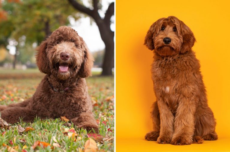 cute Cobberdog and Labradoodle