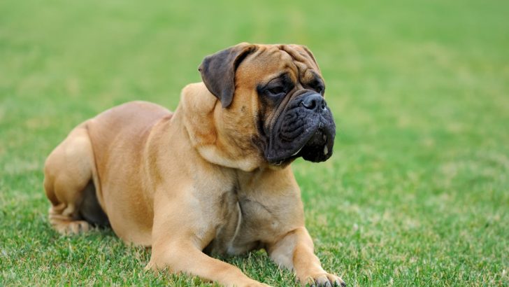 English Mastiff Growth Chart – How Big Do They Get?