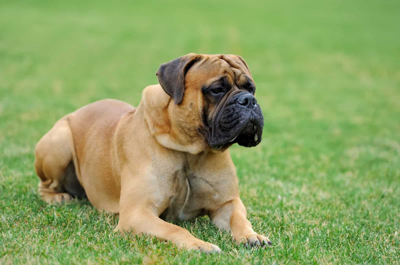 English Mastiff sitting on grass