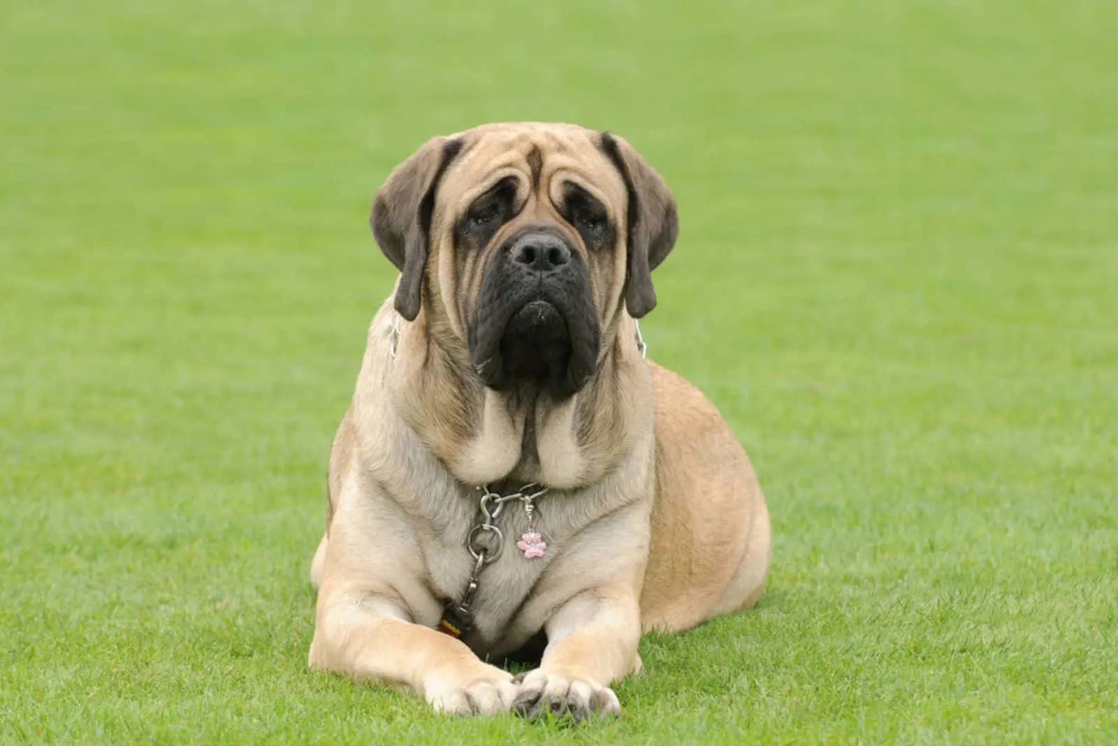 English Mastiff dog portrait in garden
