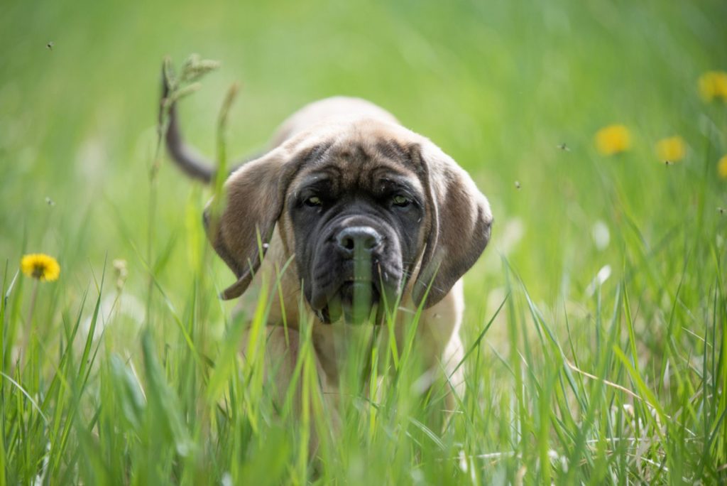 Top 9 English Mastiff Breeders In The U.S.