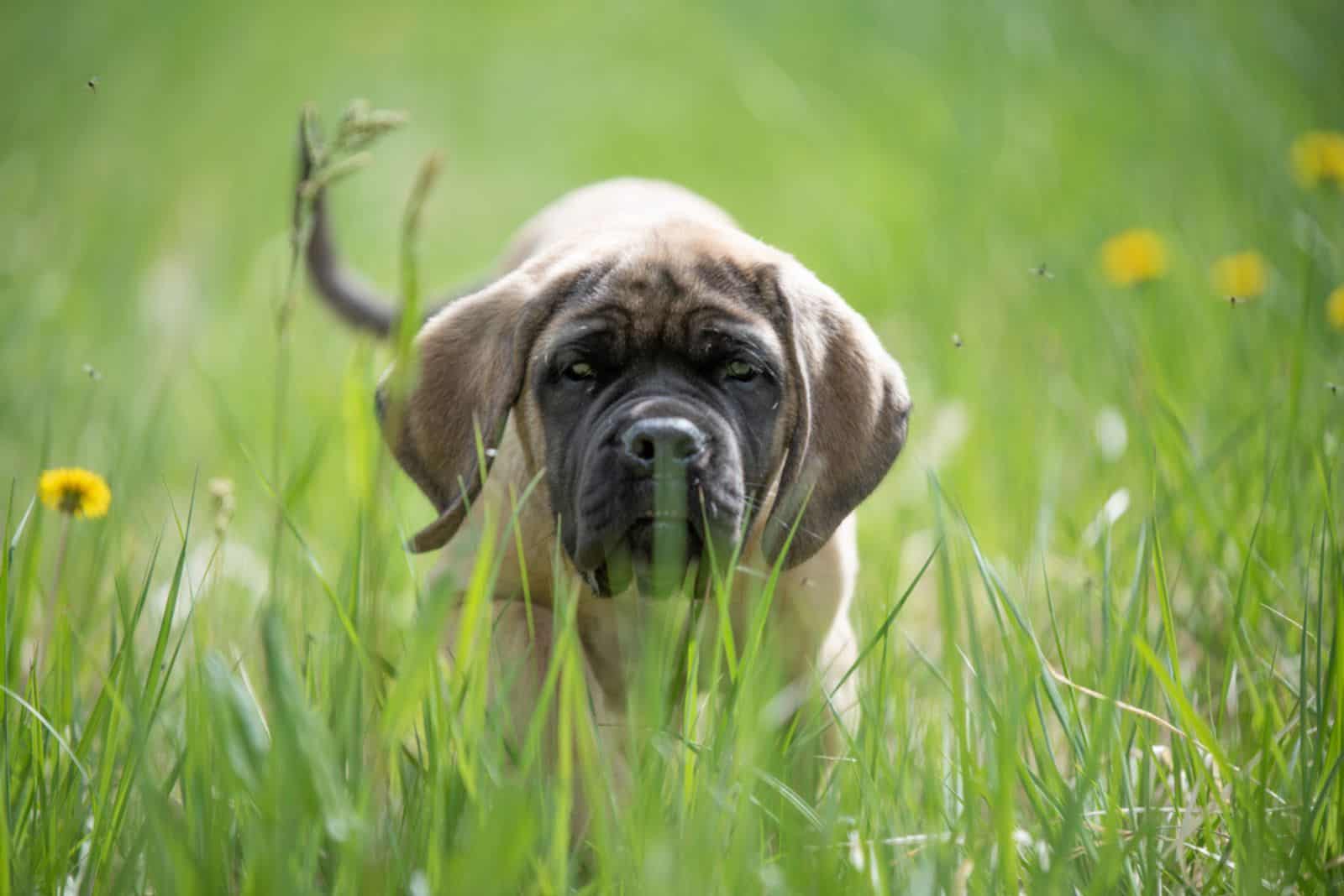 English Mastiff puppie playing in the grass