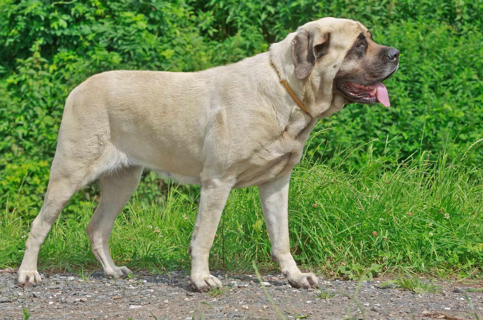 English Mastiff standing outside