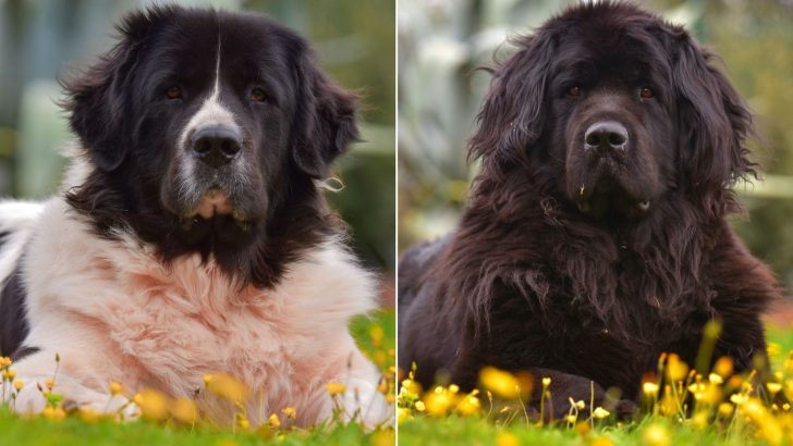 European Vs The Standard Landseer Newfoundland