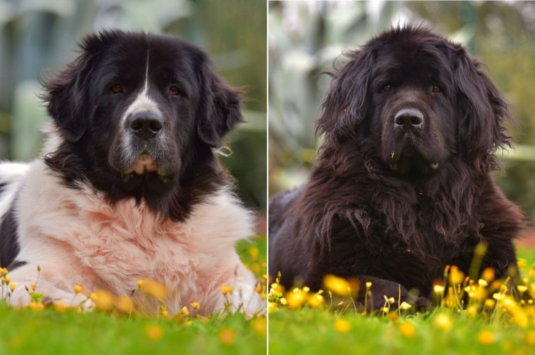 landseer vs standard newfoundland