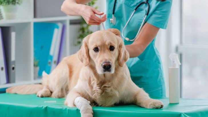 Explaining Dog Behavior Changes After Vaccination In Detail