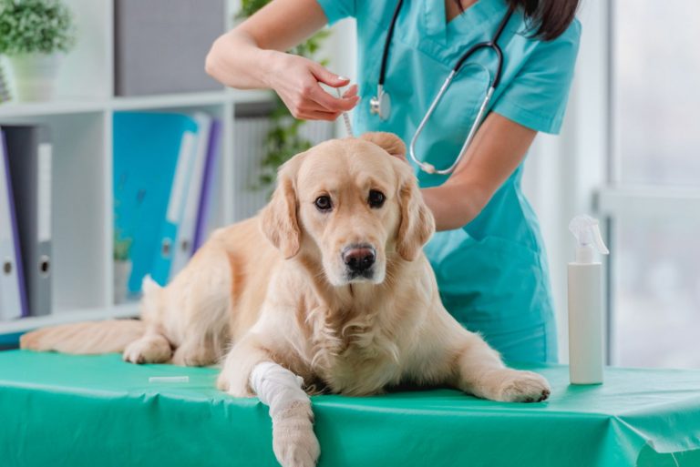 Golden retriever dog getting injection with vaccine during appointment in veterinary clinic