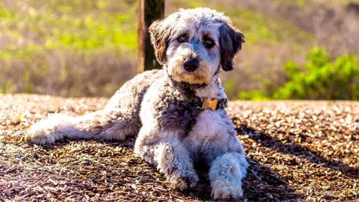 F1b Aussiedoodle Vs F1 Aussiedoodle: What’s The Difference?