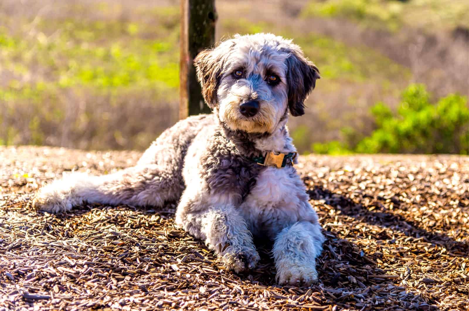 F1b Aussiedoodle Vs F1 Aussiedoodle: What’s The Difference?
