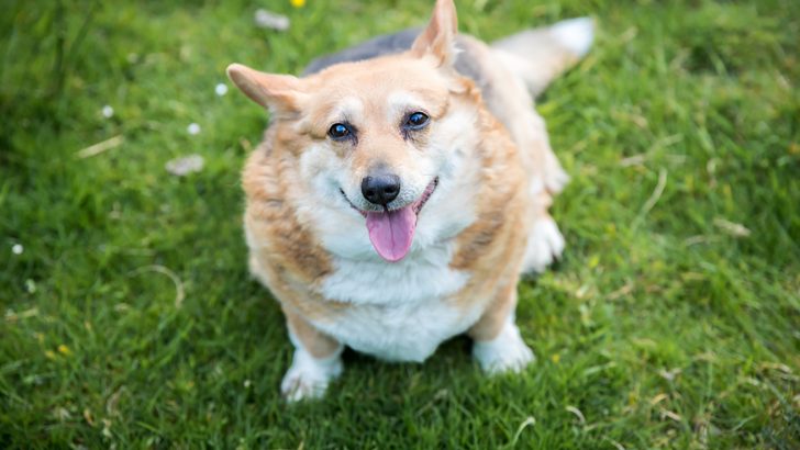 Fat Corgi Is a Problem — What To Do?