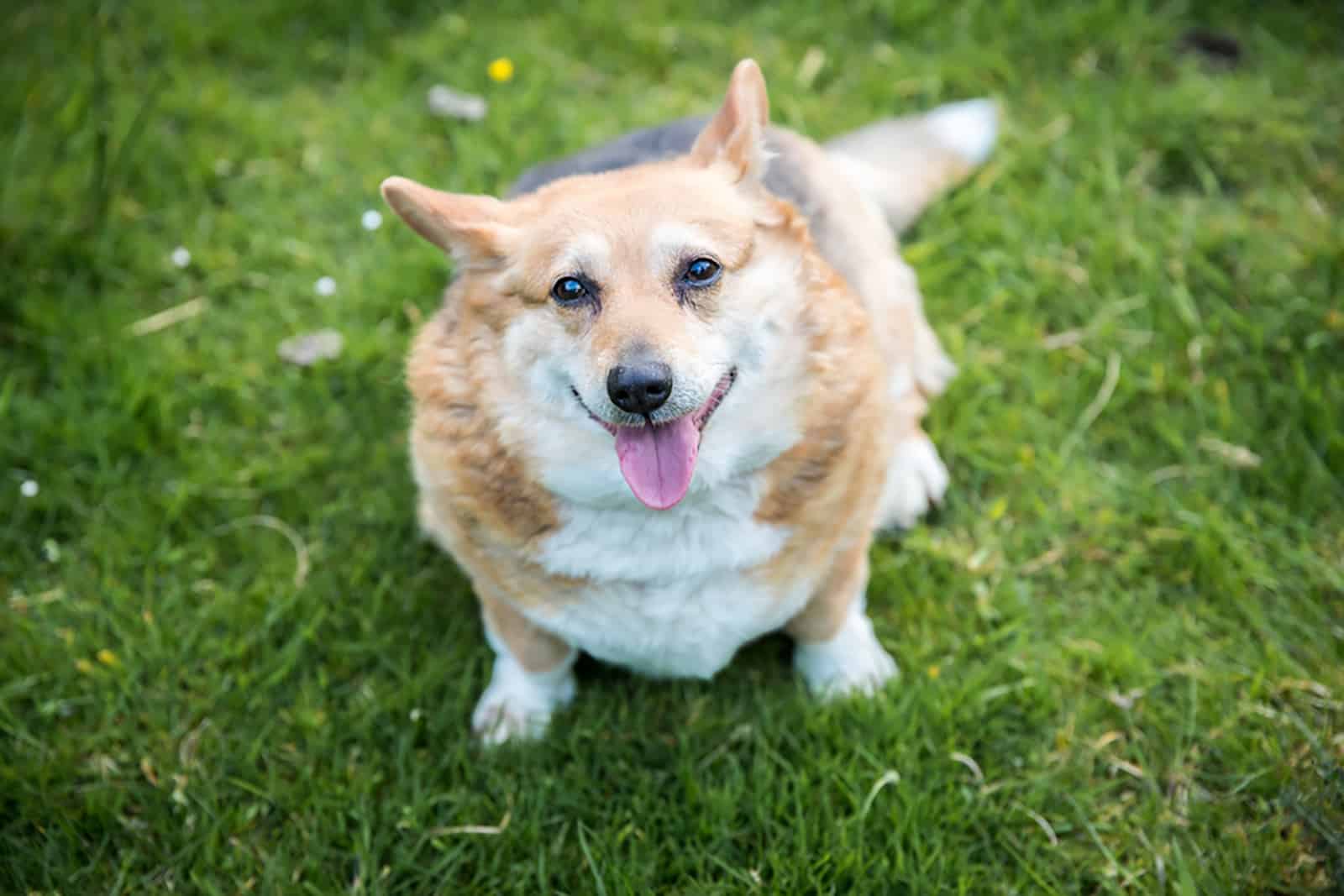 friendly overweight corgi dog