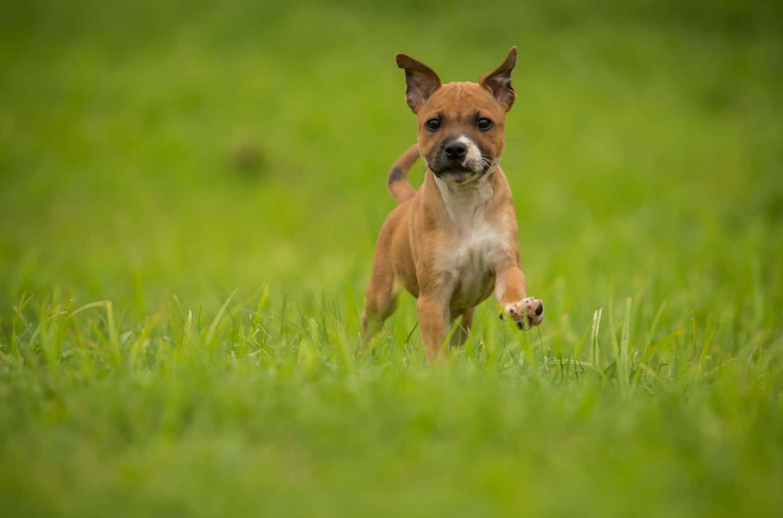 Fawn And White Staffordshire Bull Terrier