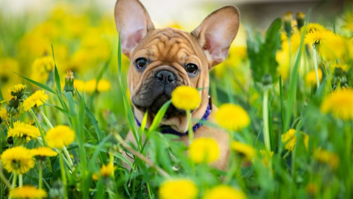 French Bulldog Growth Chart: How Big Can A Frenchie Get?