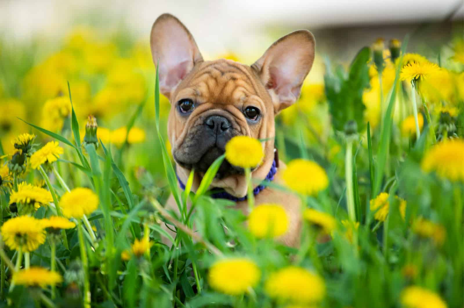 frenchie in grass